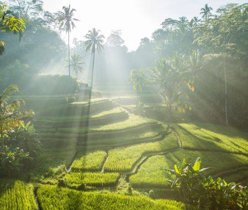 Viaggio 12 giorni Bali e Maldive