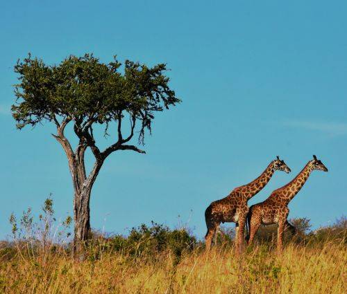 Safari in Tanzania 7 giorni