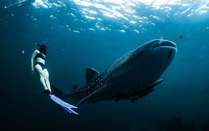 Fare snorkeling con gli squali balena a Oslob