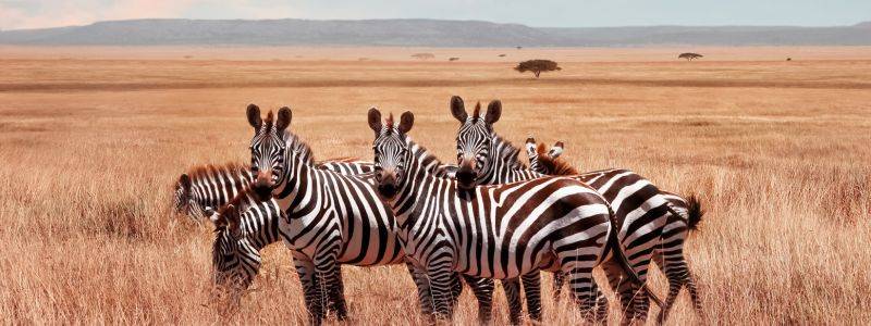 Safari in Tanzania 7 giorni